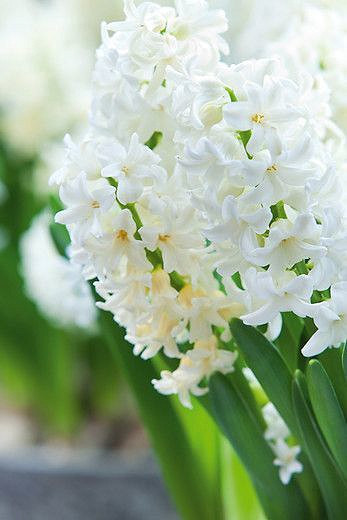 Hyacinthus Orientalis 'Top White', Hyacinth 'Top White', Dutch Hyacinth, Hyacinthus Orientalis, Common Hyacinth, Spring Bulbs, Spring Flowers, white hyacinth, early spring bloomer, mid spring bloomer