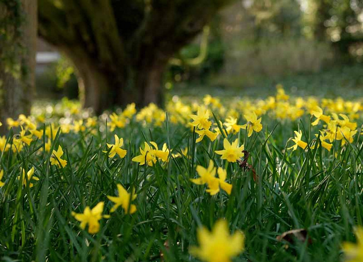 Narcissus 'February Gold' (Cyclamineus Daffodil)