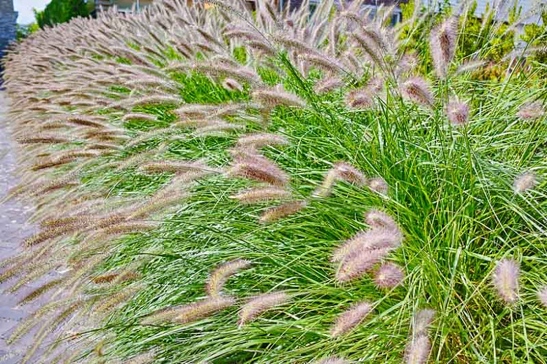 Image of Fountain grass (Pennisetum alopecuroides) plant