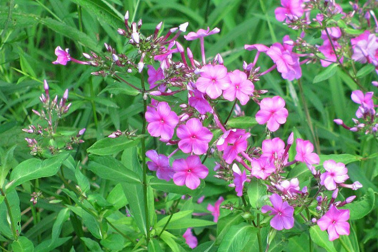 Phlox glaberrima, Smooth Phlox, Marsh Phlox, Perennial Phlox, Purple Phlox, Purple flowers