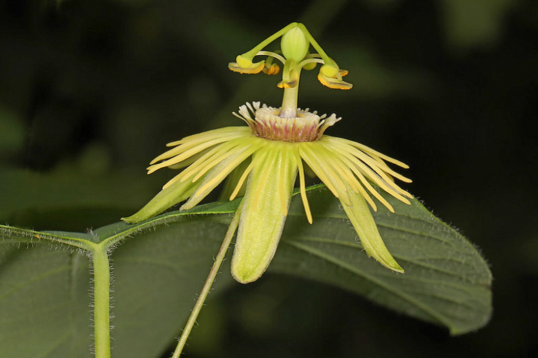 Passiflora lutea (Yellow Passion Flower)