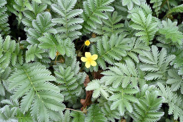 Image of Silverweed plant