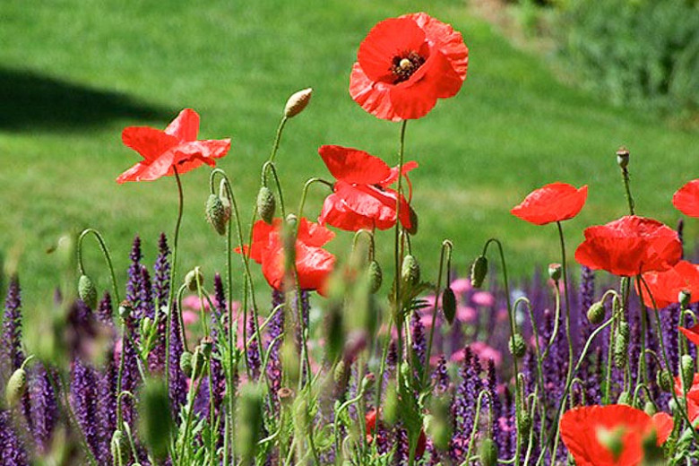 20000 Seed Papaver rhoeas Flanders Red Common Corn Field Poppy Wild Flower 