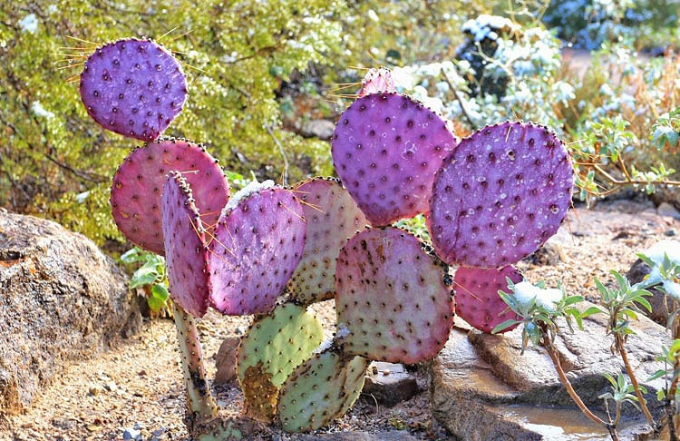 50stk Roter Kaktus-Auflage-purpurroter Santa Rita Opuntia-Hausgarten-Betrie 2019 