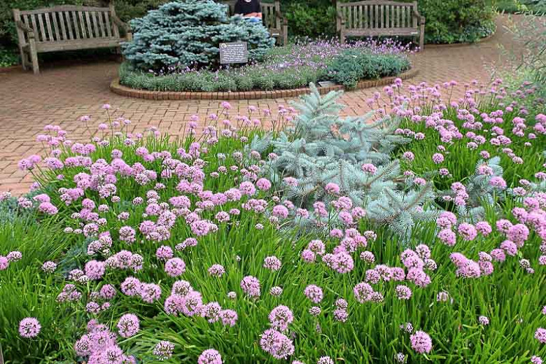Allium senescens 'Pink Planet', Pink Planet Allium, Pink Planet Ornamental Onion, Pink flowers, Summer Pink Flowers