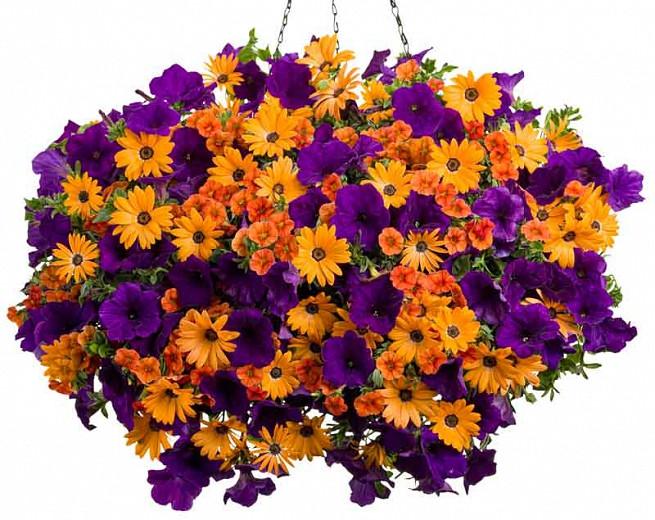 Osteoum Orange Symphony African Daisy Osteoum Orange Symphony African