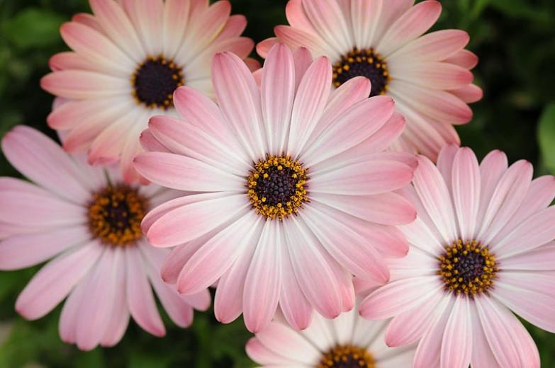 Pictures of pink daisies