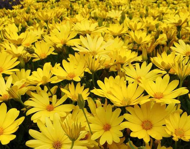 african daisy yellow and orange - The disc florets are pseudo-bisexual and come in several colors such as blue