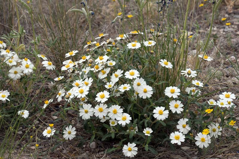 Melampodium leucanthum,Blackfoot Daisy, Rock Daisy, Plains Blackfoot, Arnica, White Flowers, White Daisy