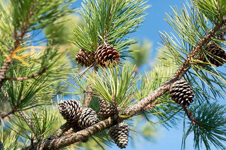 Pinus rigida, Pitch Pine, Torch Pine, Evergreen Tree, Evergreen Shrub, Conifer