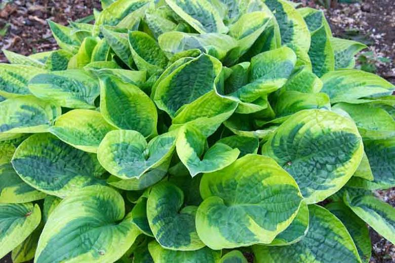 Hosta Wide Brim Plantain Lily