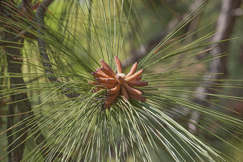 Pinus palustris, Longleaf Pine, Georgia Pine, Longleaf Yellow Pine, Southern Yellow Pine, Longstraw Pine, Hill Pine, Hard Pine, Heart Pine, Evergreen Tree,