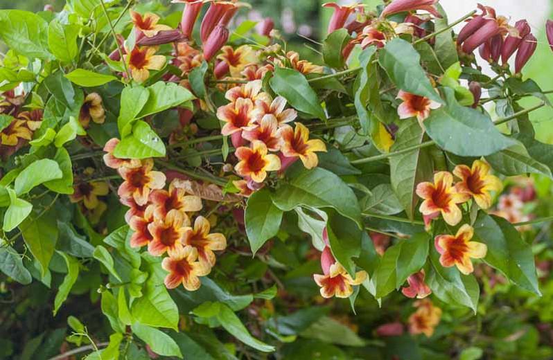 Bignonia Capreolata Cross Vine