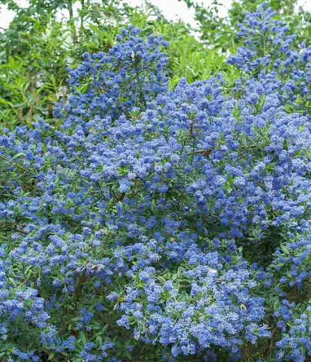 Ceanothus 'Concha',  California Lilac 'Concha', Blue Flowers, Fragrant Shrubs, Evergreen Shrubs