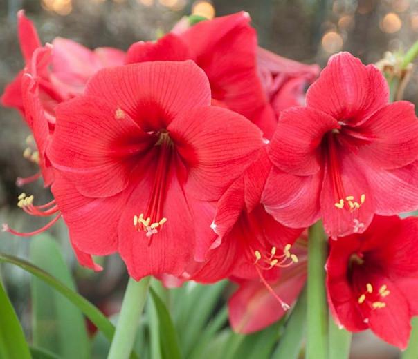 Amaryllis Brazza, Amarylis Bulbs, Hippeastrum Brazza, Hippeastrum Bulbs, Brazza Amaryllis, Pink Amaryllis, Red Amaryllis