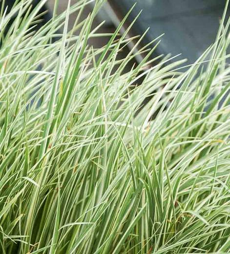 Acorus calamus 'Variegatus',Variegated Sweet Flag, Silver-Striped Sweet Flag, Grassy-Leaved Sweet Flag,Acorus calamus 'Argenteostriatus'