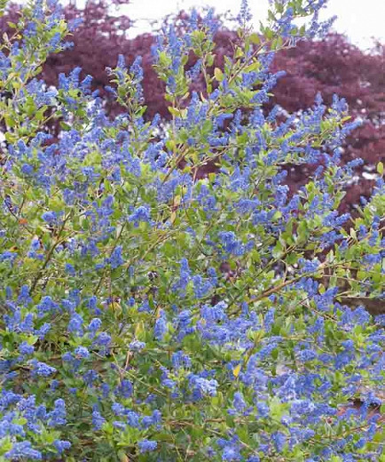 Ceanothus 'Skylark',  California Lilac 'Skylark', Ceanothus thyrsiflorus 'Skylark', Blue Flowers, Fragrant Shrubs, Evergreen Shrubs