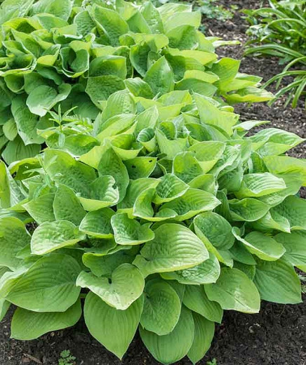 Hosta August Moon, Variegated Plantain lily, Plantain Lily 'August Moon', Shade perennials, Plants for shade