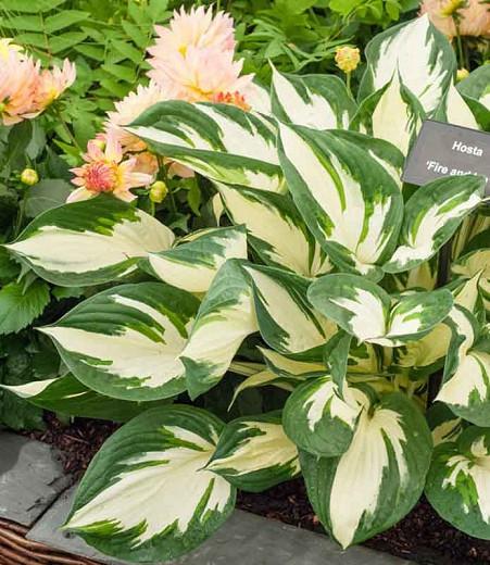 Hosta Fire And Ice Plantain Lily Hosta Fire And Ice Plantain Lily