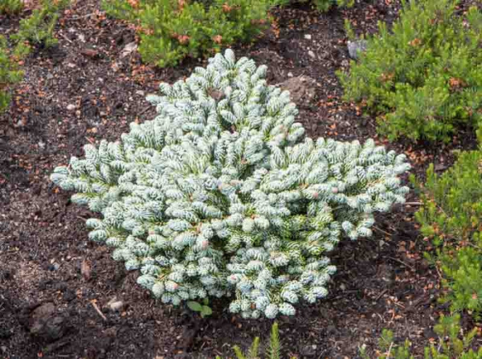 Qualitätskontrolle 100 Tage kostenlose Retouren Sparpreise Hochstamm