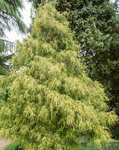Chamaecyparis Pisifera 'Golden Mop', Sawara Cypress 'Golden Mop', Japanese Cypress 'Golden Mop', evergreen shrub, golden shrub