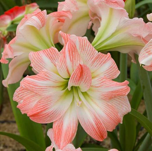 Amaryllis 'Giant Amadeus' (Hippeastrum)