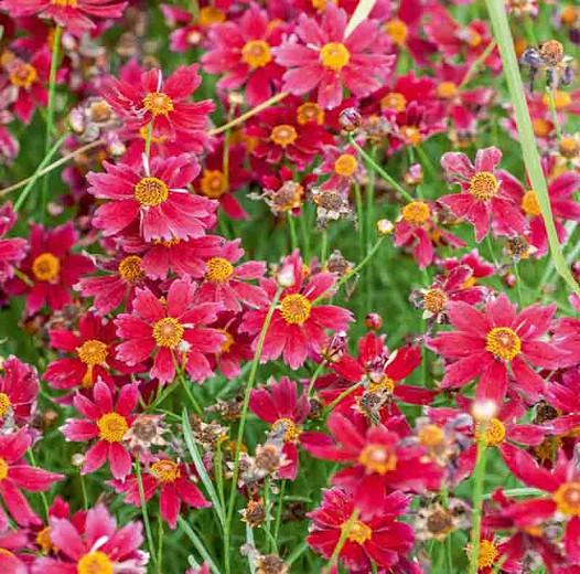 Coreopsis 'Limerock Ruby',Tickseed Limerock Ruby, Limerock Ruby Tickseed, Drought tolerant plants, red flowers