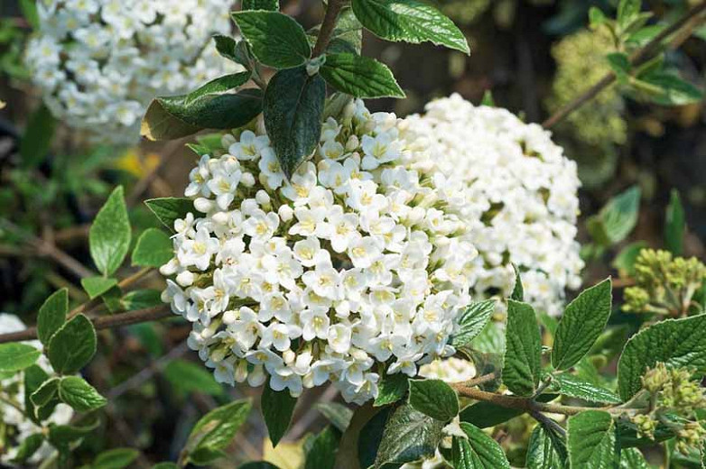 Viburnum × burkwoodii,Burkwood Viburnum, Fragrant Shrub, Shrub with fall color, fall color, shrub with berries, White flowers, Red berries