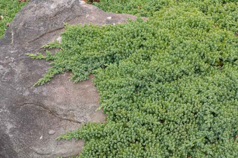 Image of Juniperus procumbens shrub