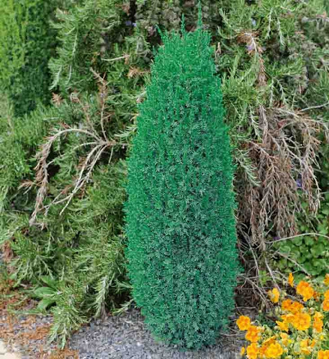 Juniperus communis 'Compressa', Common Juniper 'Compressa', Juniper 'Compressa', Evergreen Shrub, Evergreen Tree, Pencil Point Juniper