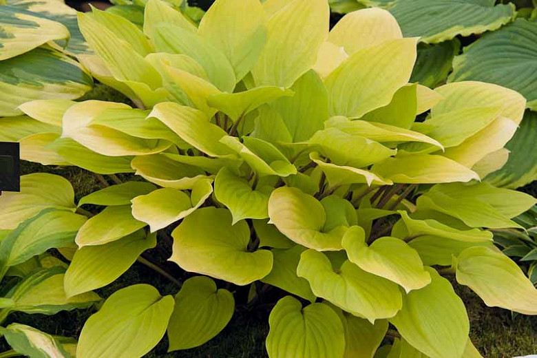Hosta Fire Island, Variegated Plantain lily, Plantain Lily 'Fire Island', Shade perennials, Plants for shade