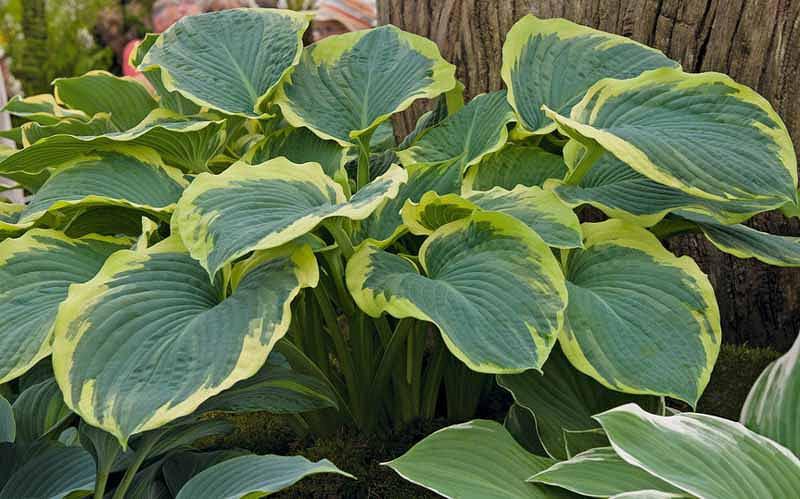 Hosta American Halo, Variegated Plantain lily, Plantain Lily 'American Halo', 'American Halo' Hosta, Blue Hosta, Shade perennials, Plants for shade