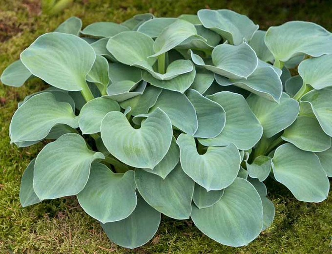 Hosta Blue Mouse Ears, Plantain Lily 'Blue Mouse Ears', 'Blue Mouse Ears' Hosta, Blue Hosta, Shade perennials, Plants for shade