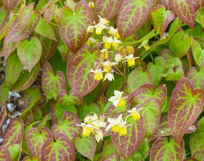 Epimedium × versicolor 'Sulphureum' (Barrenwort)