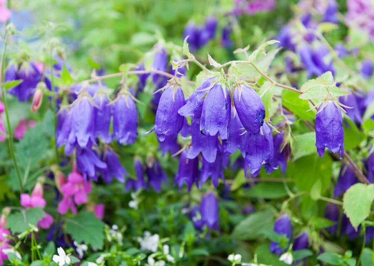 Campanula Sarastro, Bellflower 'Sarastro', 'Sarastro' Bellflower, Campanula hybrida 'Sarastro', Purple flowers