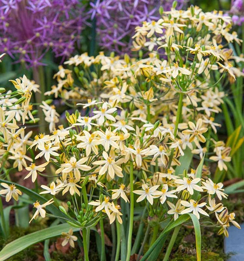Triteleia ixioides Starlight, Starlight Triteleia, Ithuriel's Spear Starlight, Triplet Lily Starlight, Grassnut Starlight, Spring Bulbs, Spring Flowers, Yellow Flowers