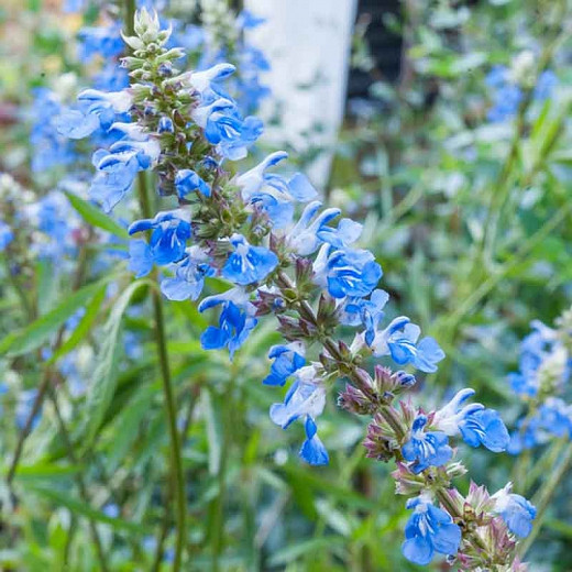 Salvia uliginosa, Bog Sage, Blue Spike Sage, Blue Salvia, Blue Sage, Blue Flowers