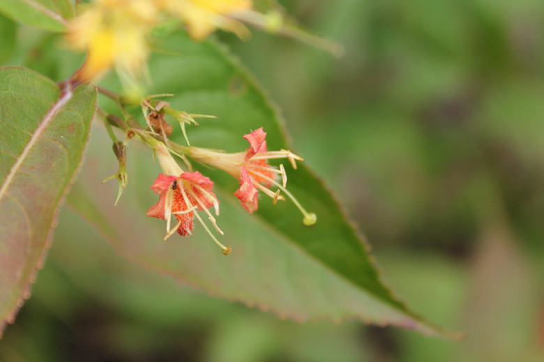 Image of Red northern bush honeysuckle flowers