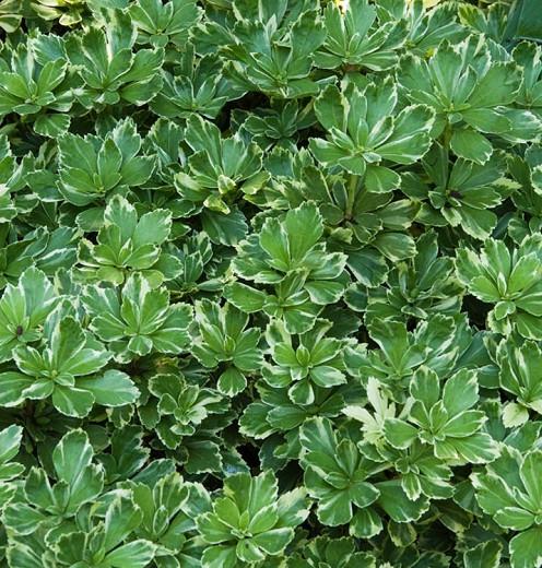 How to plant and care for pachysandra