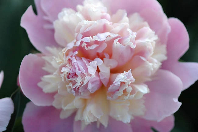 Paeonia Lactiflora 'Whopper', Peony 'Whopper', 'Whopper' Peony, Pink Flowers, Pink Peonies, Fragrant Peonies