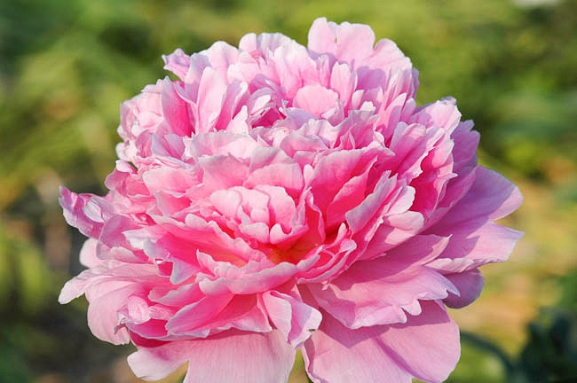 Paeonia Lactiflora 'Pink Parfait', Peony 'Pink Parfait', 'Pink Parfait' Peony, Pink Flowers, Pink Peonies, Fragrant Peonies