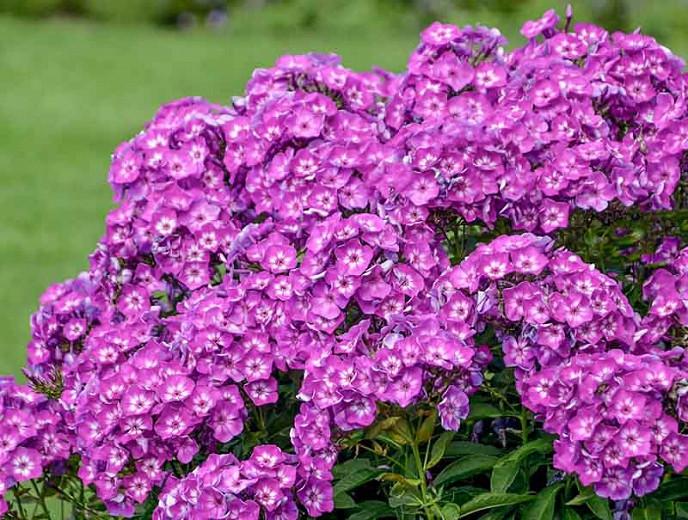 Phlox Paniculata Laura Garden Phlox