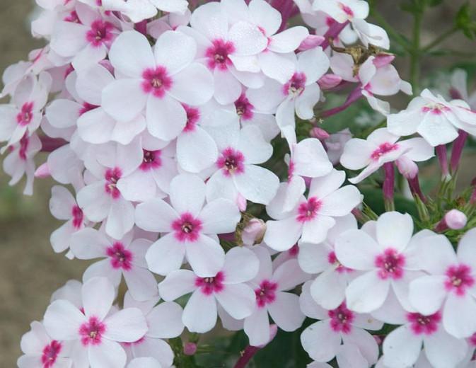 Phlox Paniculata Flame White Eye Garden Phlox