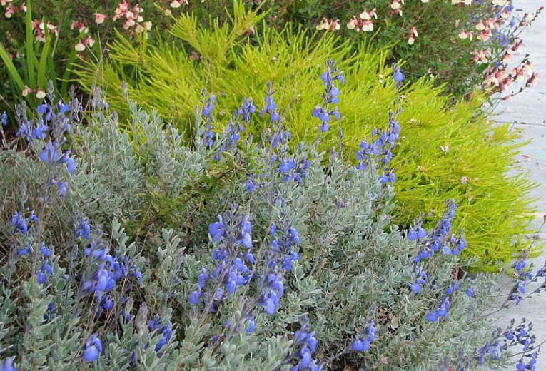 Salvia chamaedryoides, Germander Sage, Mexican Blue Sage, Salvia semiatrata, Blue Sage, Evergreen Sage