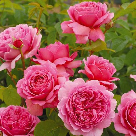 rose princess perfume