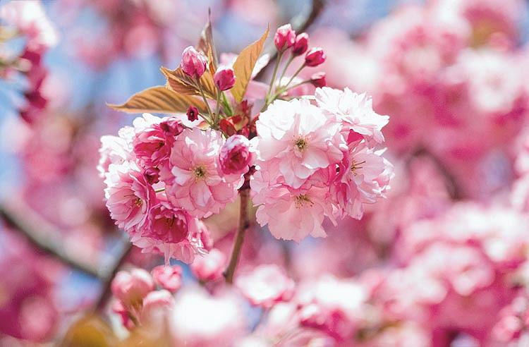 Japan Cherry Blossoms Reach Earliest Peak Bloom In 1 200 Years Accuweather