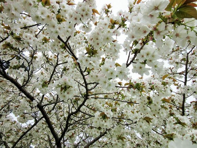 Prunus Tai Haku Japanese Flowering Cherry