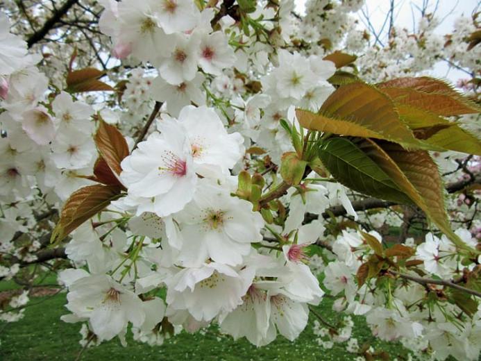 Prunus Tai Haku Japanese Flowering Cherry