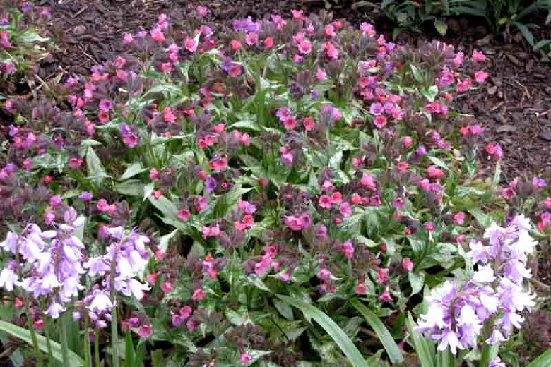 Pulmonaria 'Silver Bouquet', Lungwort 'Silver Bouquet', Silver Bouquet Lungwort, Bethlehem Sage 'Silver Bouquet', Silver Bouquet Bethlehem Sage, Blue Flowers, Pink Flowers, Spring Flowers