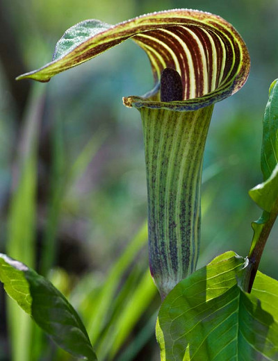 Image of Jack-in-the-pulpit plant